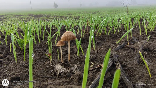 EssentialSunset0 Public Fotka 5