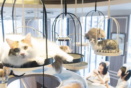 Milk_PotaPota この猫カフェに行きたい、、、、、 Pic