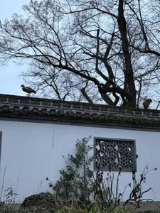 Zdjęcia Tommy_Lidds China park 🌴🍃:  8