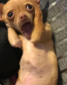 Domanzii Public Εικόνα 2