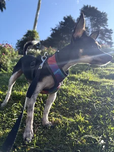 2Angela_ Pet Atlas 🐶 Pic 5