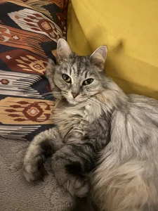 Zdjęcia AuroraLean Busya 🐱:  3