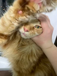 My sexy cat od Lilian_Stars  8 snímek