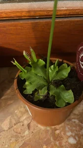 Alma- My Plants☘️🌿 Pic 6