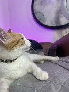 Ban_Merlin Don Apolo🐱🤍 Poză 3
