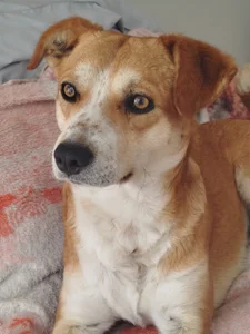 bonnie_moon_ mis enanos 🐶🐾 max, lulu y oddi 💕 Kuva 2