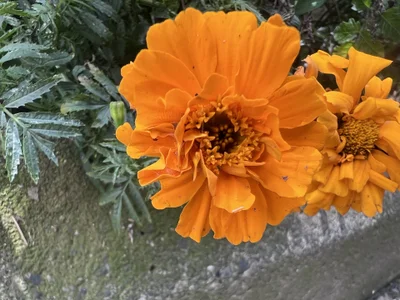 ronald_thompson20 Un poco más de mi. A little more of me Pic 9