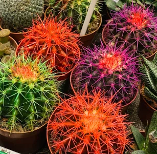 EmilyEvanse ❤️‍🔥❤️‍🔥❤️‍🔥 Billede 3