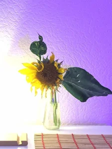 AnnexedPistolMoonflower Bild 2