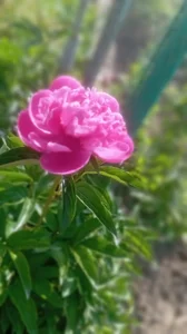 948197 Public зображення