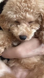 ramune_2525のらむちゃ🩵ྀིの新しい家族🐶の枚の写真