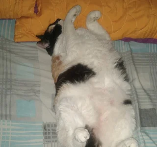 LuciaLaurent my beloved pets Immagine  2