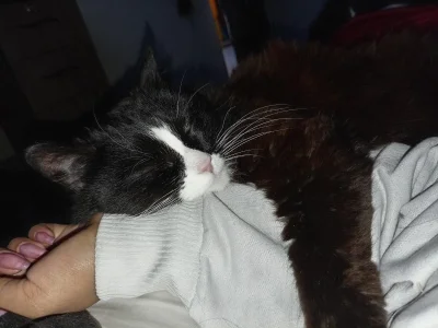 Katta_ossa My cats slika 6