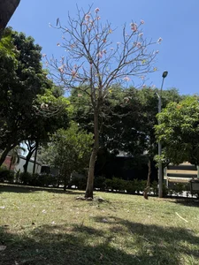 EvaBigBoobs Trip to my City 🏙️ CALI ❤️ Poză 5