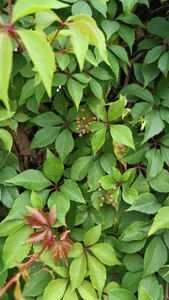 Aphrodite-777 🔥☀️It's a holiday 🖤🔥 But I'll see you soon. Thanks for your messages x🔥 Pic 4