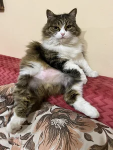 Wendy-Darling My sweetest pets Immagine  2