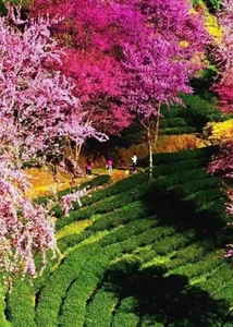 AngelwithEcupの8の 5枚の写真