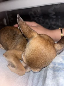 MhilaMoon My pet🥰 Poză 2