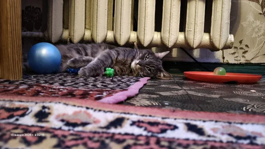 swett_girll my cat 🥰🐈 Fotka