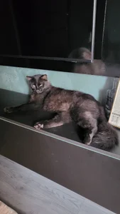 Blondie_Sasha Cat mom صورة واحدة|Blondie_Sasha Cat mom صورتان|Blondie_Sasha Cat mom  6 صور|Blondie_Sasha Cat mom  6 صورة