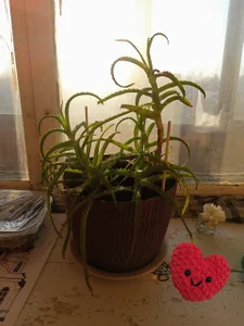 I also love growing houseplants! 🌱 de MarcyBright Foto