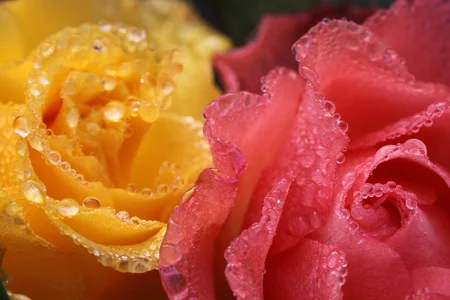 EmilyReal Flowers Poză 5