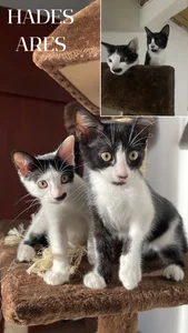 JoselinFlower_ my pets (✿◡‿◡) зображення