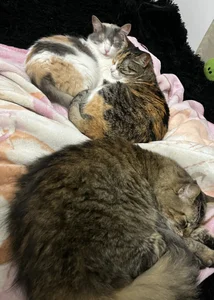 little_kawaiigirl_の🐈💖MY BABYS💖🐈の 5枚の写真