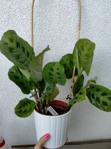 Plants from my lovers <3 wanna buy me plant? Check my tip menu:) de SluttyBanana  9 photos