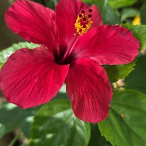 Devil_Daddy12 Public Foto