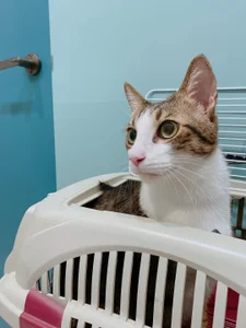 a0513 麻糬乾爸專區 صورة واحدة|a0513 麻糬乾爸專區 صورتان|a0513 麻糬乾爸專區  3 صور|a0513 麻糬乾爸專區  3 صورة