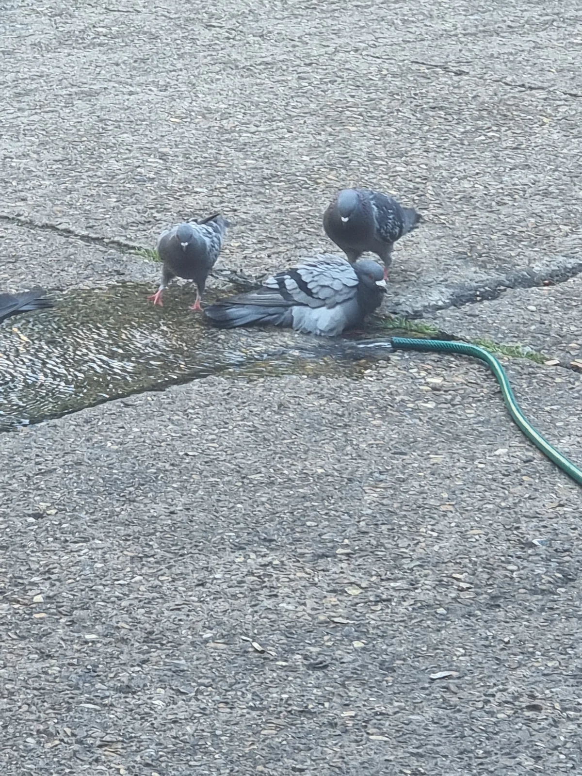 yaraklimemo Trendy obrázky 1153