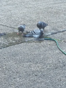 Public od yaraklimemo  snímek