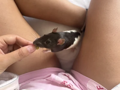 VetaCaramel kullanıcısının My rat albümü -  2 fotoğraf