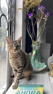 tom_Howard 🐱 사진 7