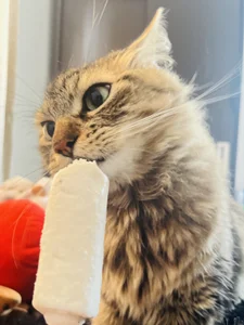 little_kawaiigirl_ 🐈💖MY BABYS💖🐈 Pic 2