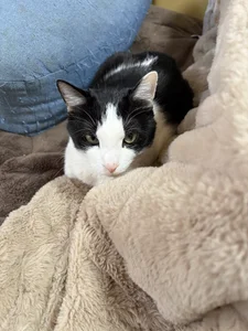 えりなのぬっこさん達🐱 od erina_oo  6 snímek