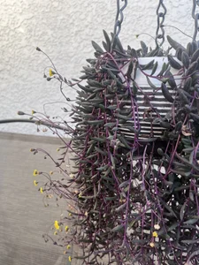 Chance4NewFun Today I’ll do a quick preview. Enjoy Poză 7