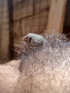 andi_erotic: Mi Pene Flacido (1 Año 3 Meses sin depilar) - 2 ( фото)