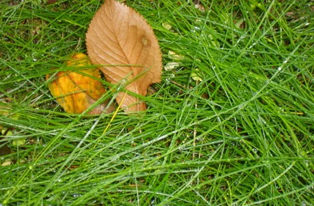 LovelyHelena Autumn in my garden Pic 8
