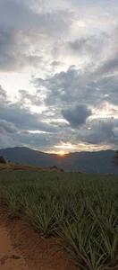 melody-tarly I went for a walk 🤭🤭🙈 Bilde 3