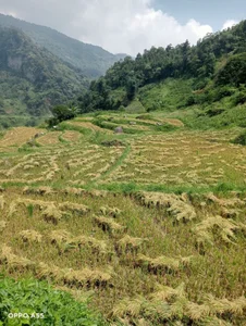 Zdjęcia MayLove_22 Gặt lúa: 