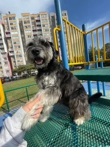 Lalisapark 🐶🌻 My little boy 🐶🌻 صورة واحدة|Lalisapark 🐶🌻 My little boy 🐶🌻 صورتان|Lalisapark 🐶🌻 My little boy 🐶🌻  6 صور|Lalisapark 🐶🌻 My little boy 🐶🌻  6 صورة