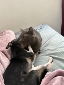 Pets 🫪❤️ Atlas and Apolo