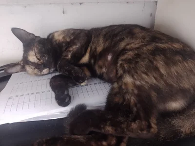 Mf od Srsantos33  snímek