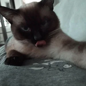 mimibunxo georgie! Foto 5