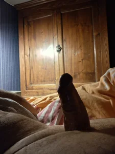 Vince072 Ds mon lit Poză