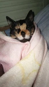 Lana_Dreams_ the owners of my heart Pic 5