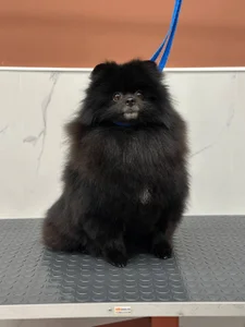 elegant_curvesのCharlieの 5枚の写真