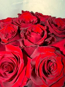 MarieKarma red❤️ зображення 3